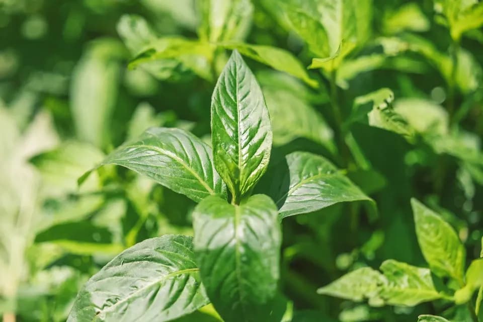 手しごとのお茶　藍の葉茶