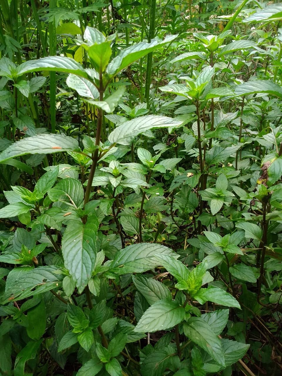 手しごとのお茶　スペアミント茶