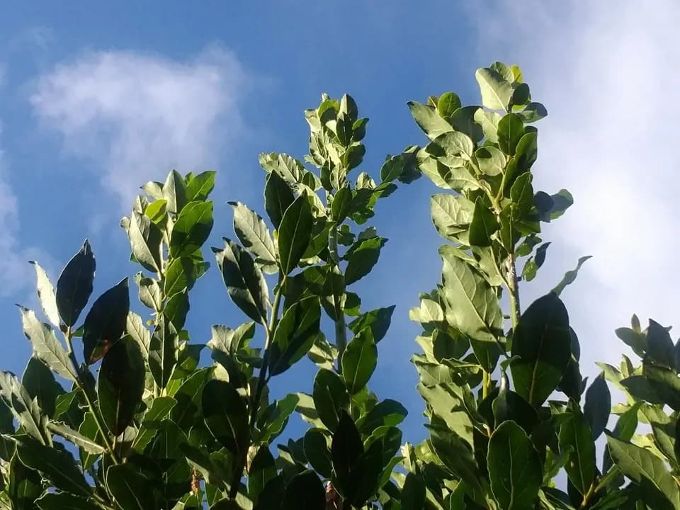 手しごとのお茶　月桂樹茶