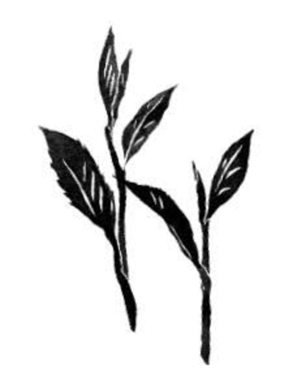 手しごとのお茶　釜煎り茶