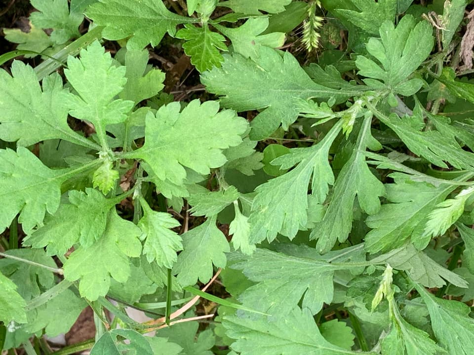 手しごとのお茶　ヨモギ茶