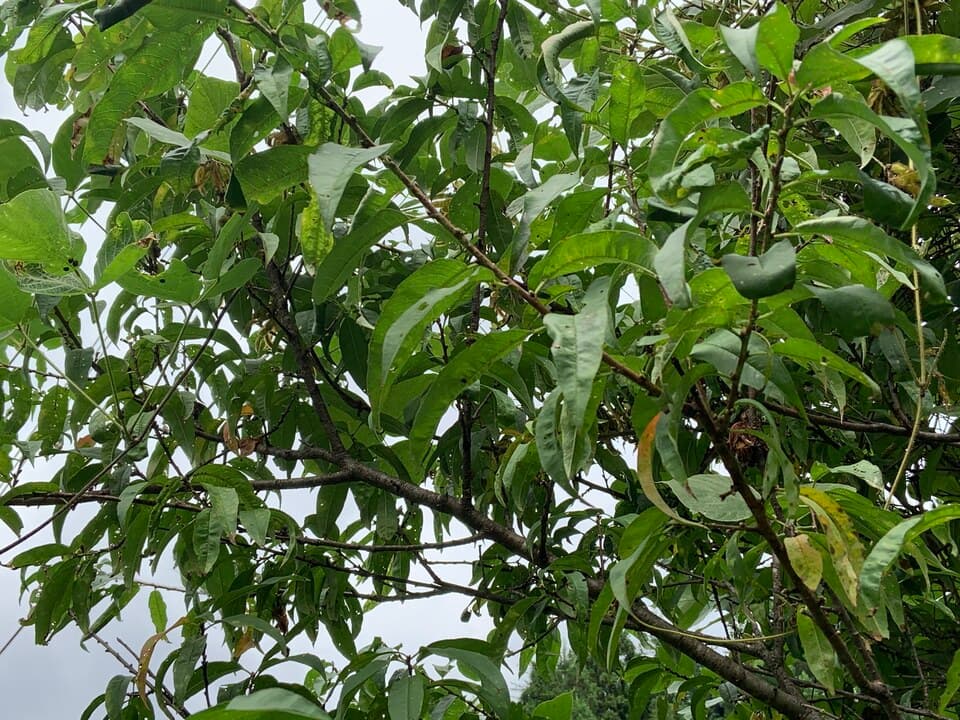 手しごとのお茶　桃の葉茶