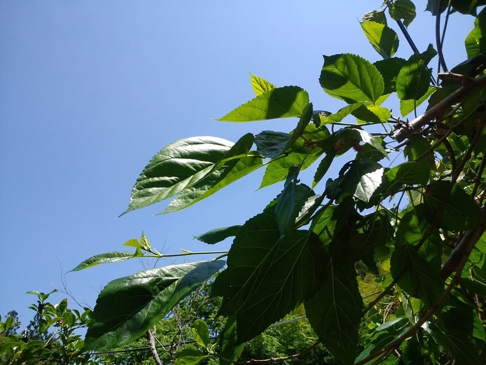 手しごとのお茶　桑の葉茶