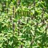 サムネイル 1