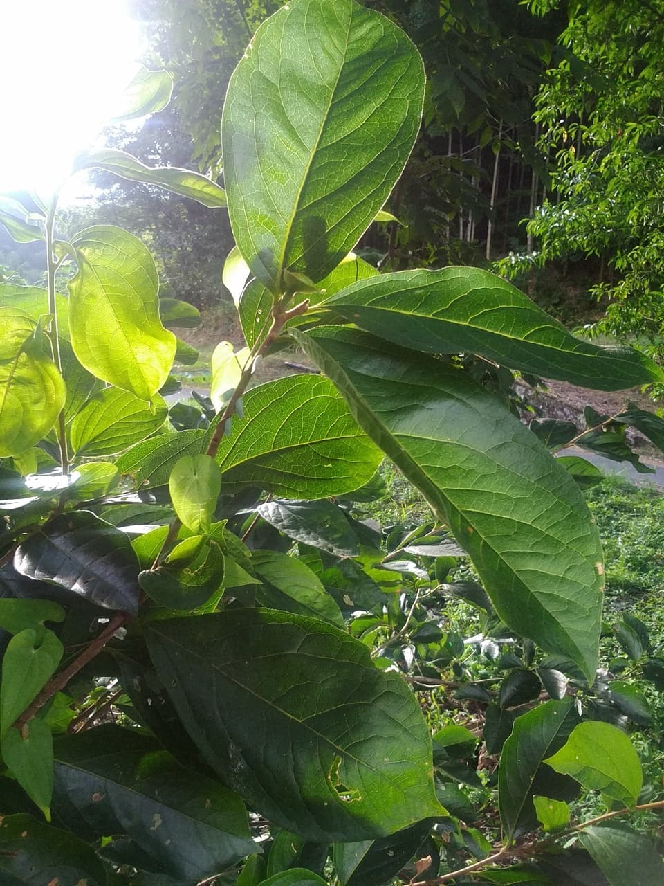 手しごとのお茶　柿の葉茶