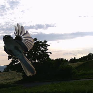 はじめまして