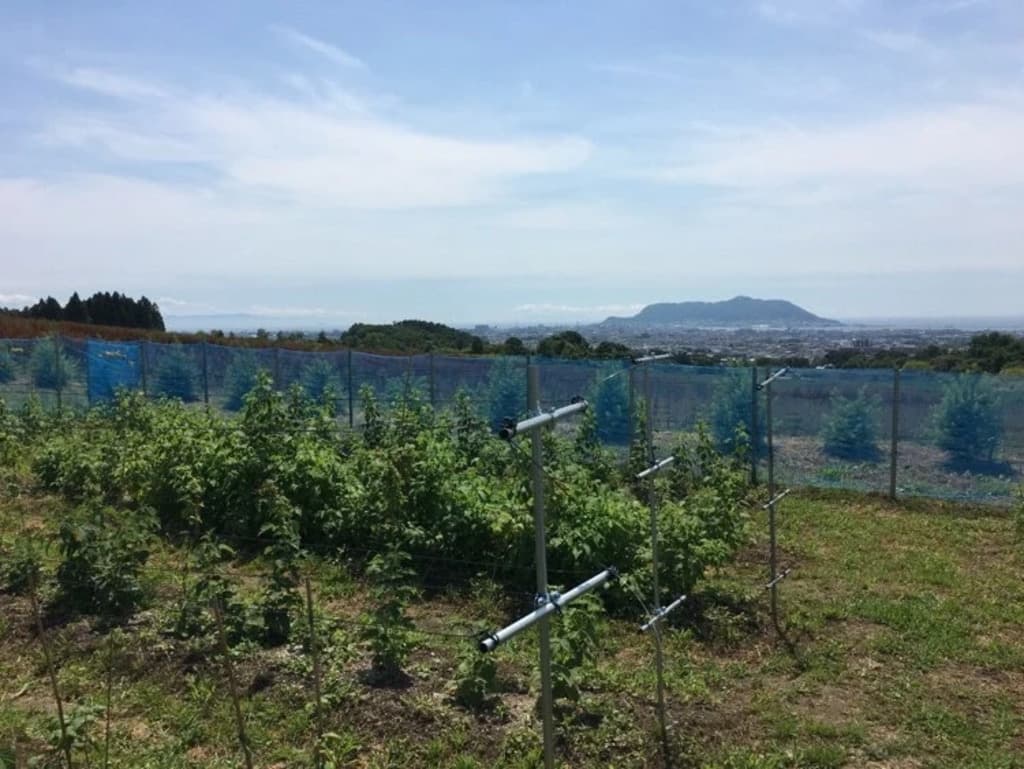 Hakodate Berriesメイン画像