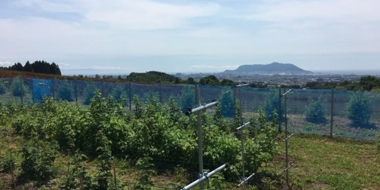 Hakodate Berriesロゴ