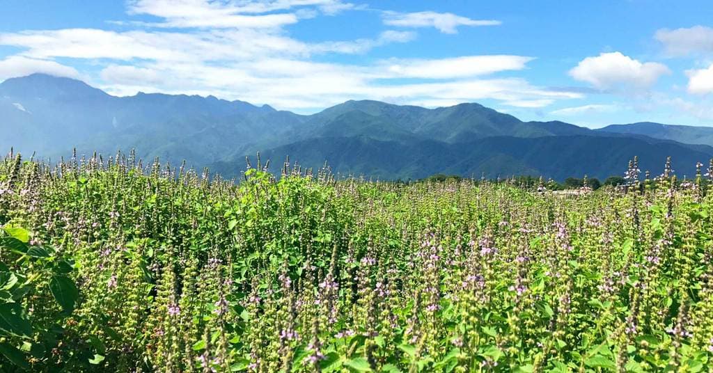 八ヶ岳 花笑み菜園メイン画像