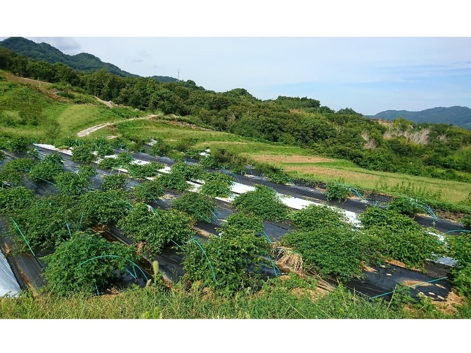 自然栽培★瞬冷凍★うまぶどう・野ぶどう果実【冷凍】