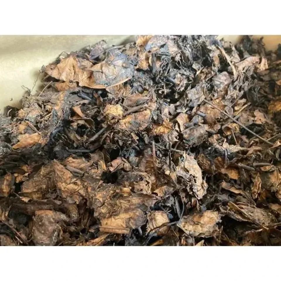 自然栽培 ☆天然発酵うまぶどう茶・野ぶどう茶5g入り《煮だし用☆三角