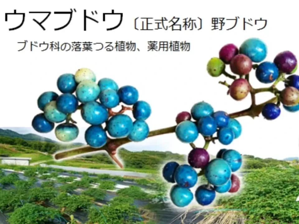 自然栽培★酵素が生きてる！ウマブドウ茶★お湯だし3分＆煮出しもOK! 独自の特殊加工を是非！！野ぶどう茶