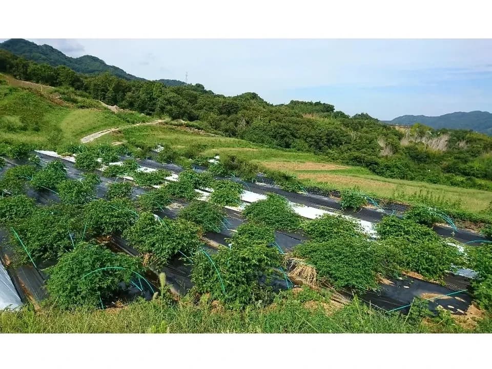 自然栽培★酵素が生きてる！ウマブドウ茶★お湯だし3分＆煮出しもOK! 独自の特殊加工を是非！！野ぶどう茶