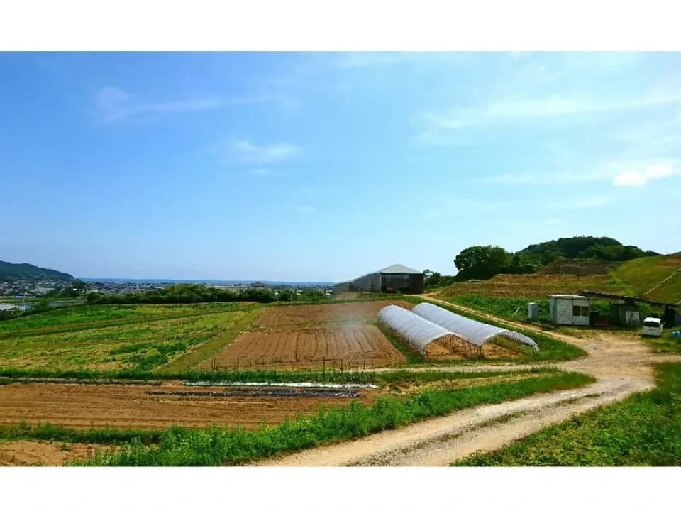 自然栽培★酵素が生きてる！ウマブドウ茶★お湯だし3分＆煮出しもOK! 独自の特殊加工を是非！！野ぶどう茶