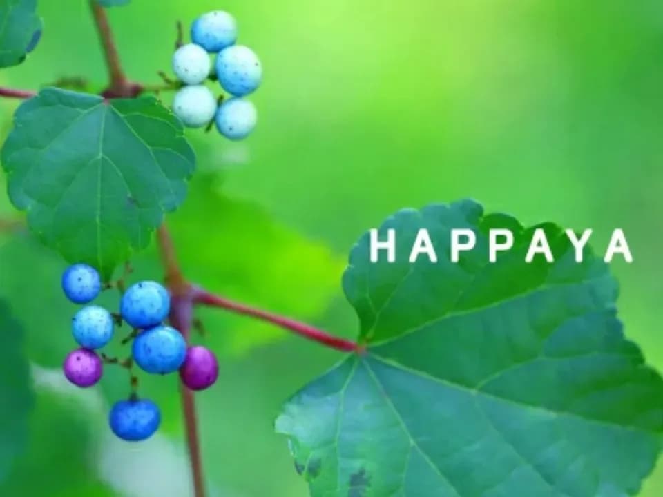 自然栽培★酵素が生きてる！ウマブドウ茶★お湯だし3分＆煮出しもOK! 独自の特殊加工を是非！！野ぶどう茶