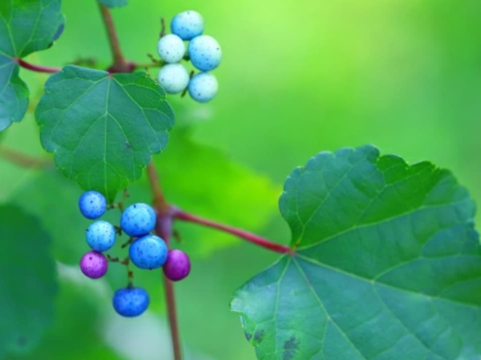 ビワの葉入り！秋摘みブレンドうまぶどう茶（自然栽培）★手軽なお湯出し＆煮出しもOK!