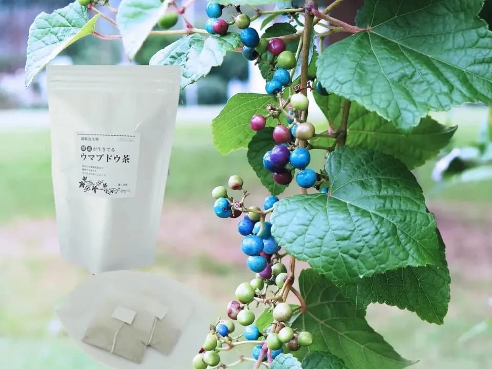 自然栽培★酵素が生きてる！ウマブドウ茶★お湯だし3分＆煮出しもOK! 独自の特殊加工を是非！！野ぶどう茶