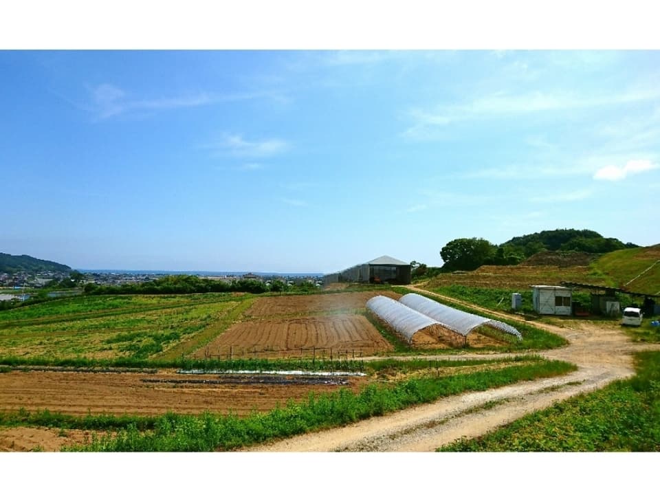 《煮出し用》自然栽培★酵素が生きてる！うまぶどう茶・野葡萄茶【新茶】独自の非加熱製法を是非！