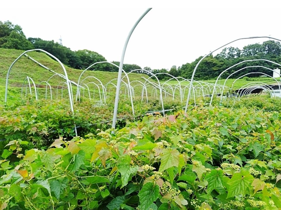 《煮出し用》自然栽培★酵素が生きてる！うまぶどう茶・野葡萄茶【新茶】独自の非加熱製法を是非！
