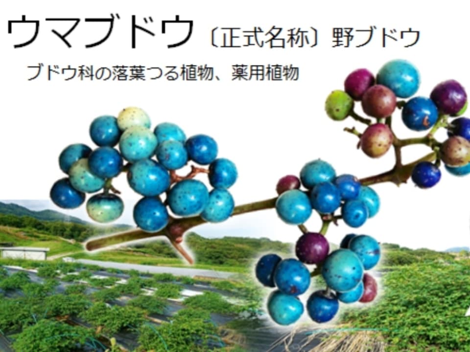 《煮出し用》自然栽培★酵素が生きてる！うまぶどう茶・野葡萄茶【新茶】独自の非加熱製法を是非！