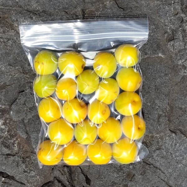 キズありの冷凍完熟梅(大中サイズL～3L)