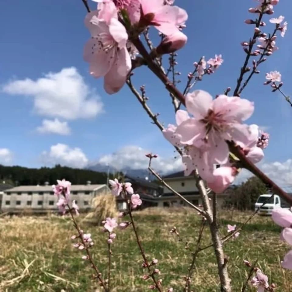今が旬！静岡県産地直送＜自然栽培の桃＞農薬・肥料不使用で皮まで食べられる