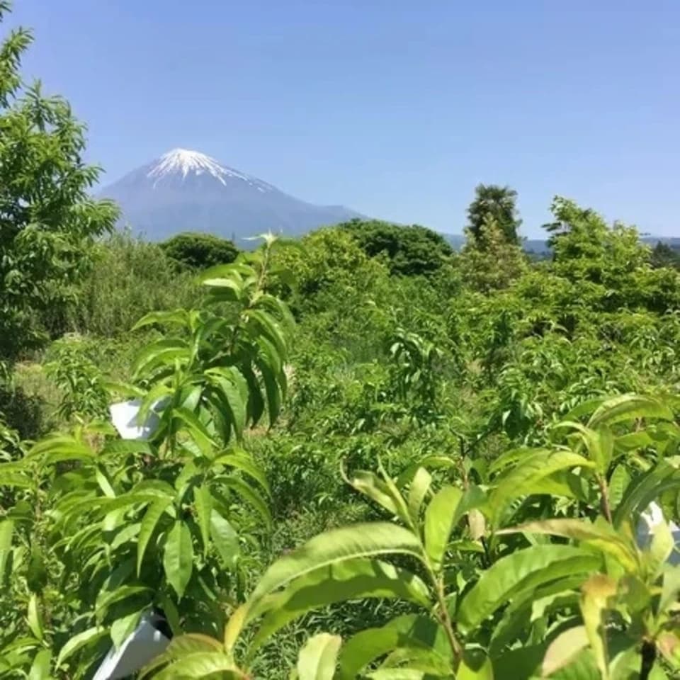今が旬！静岡県産地直送＜自然栽培の桃＞農薬・肥料不使用で皮まで食べられる