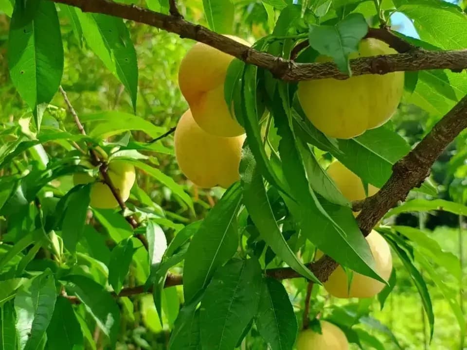 今が旬！静岡県産地直送＜自然栽培の桃＞農薬・肥料不使用で皮まで食べられる