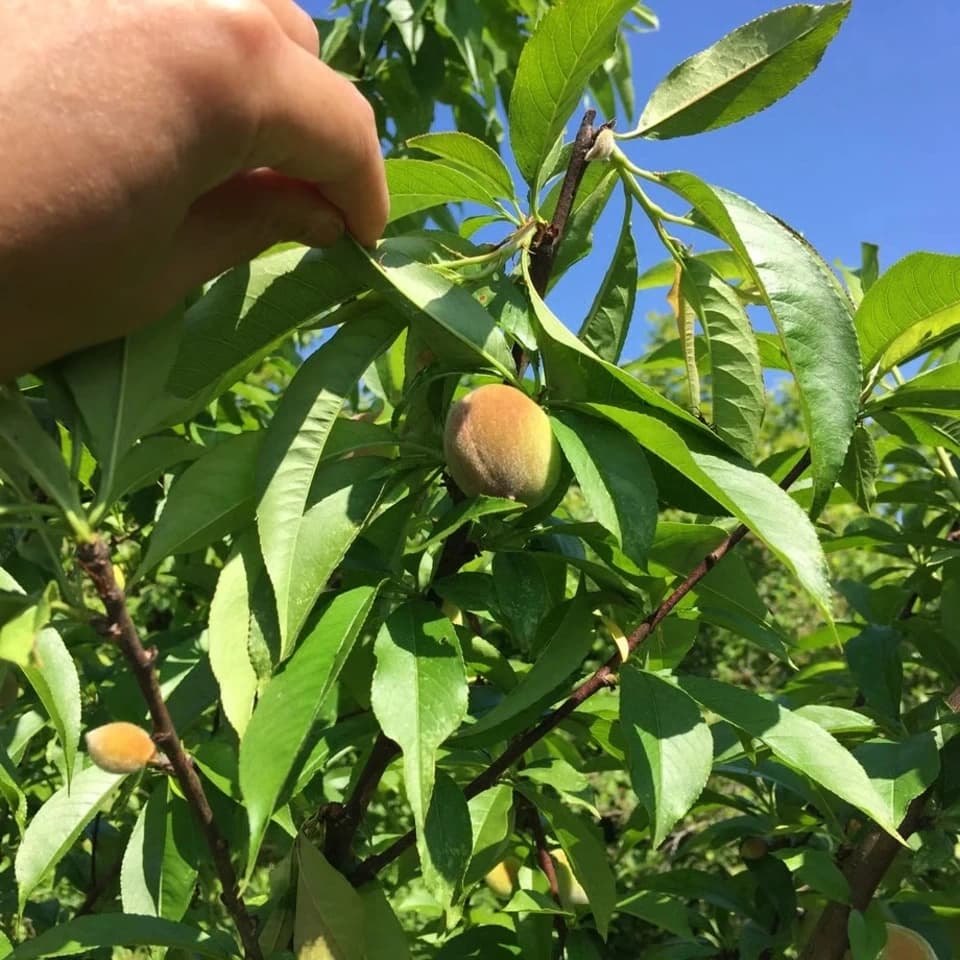 今が旬！静岡県産地直送＜自然栽培の桃＞農薬・肥料不使用で皮まで食べられる