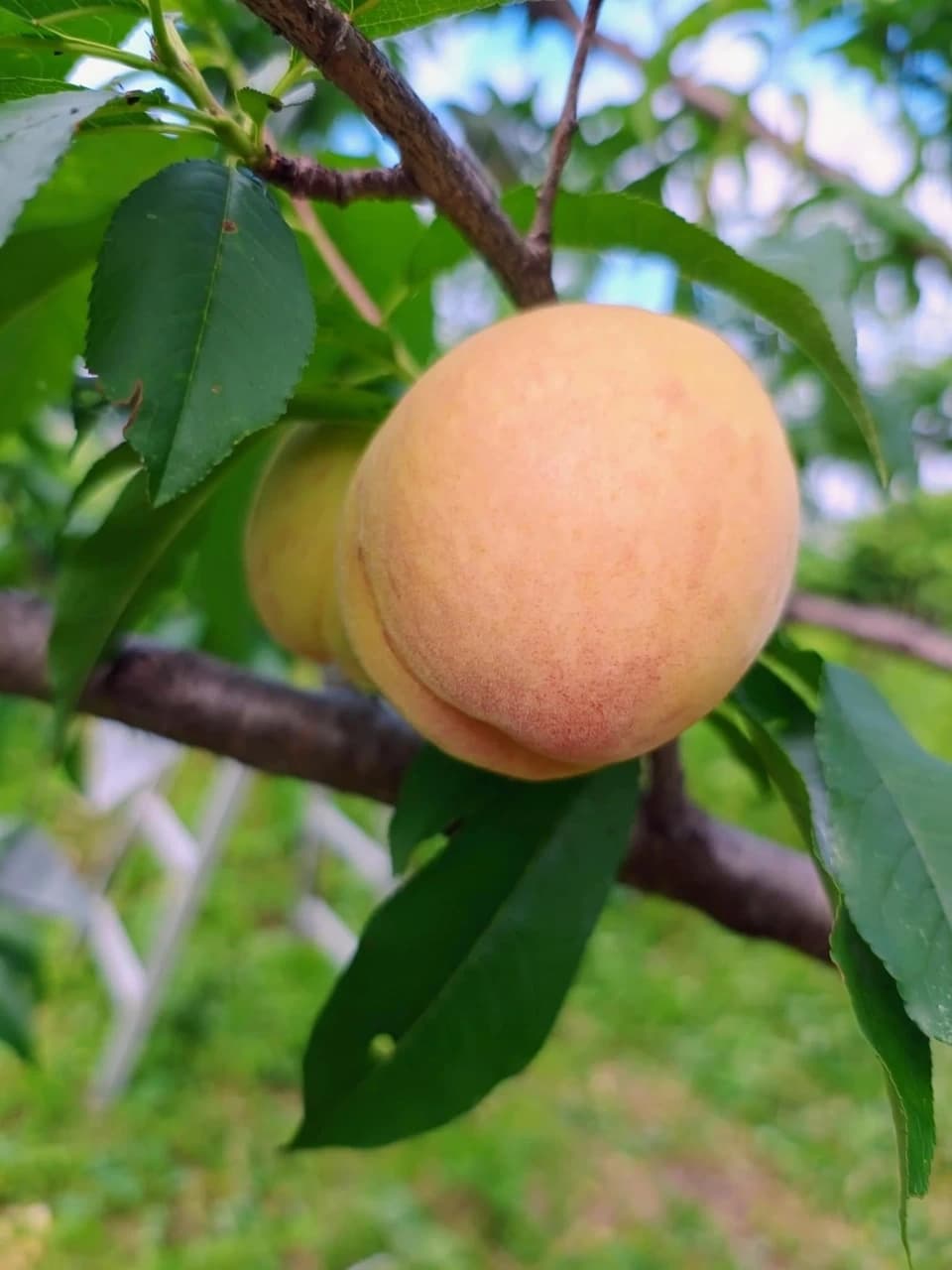 自然栽培の桃＜あかつき/日川白鳳＞農薬・肥料不使用で皮まで食べられる桃を静岡からお届け