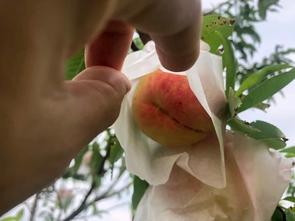 自然栽培の桃＜あかつき/日川白鳳＞農薬・肥料不使用で皮まで食べられる桃を静岡からお届け