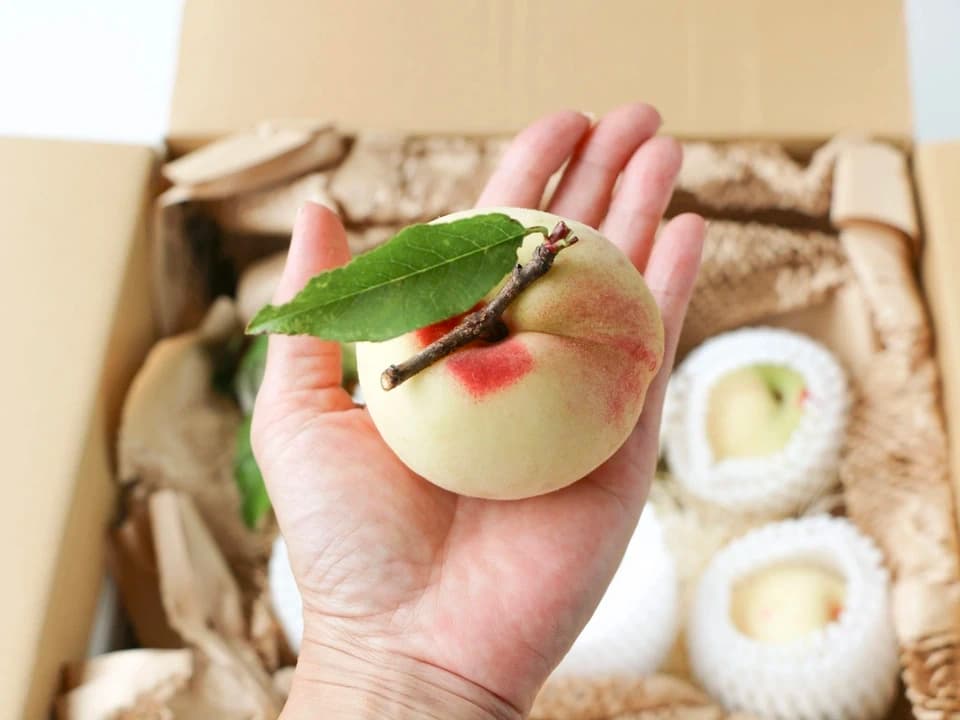 自然栽培の桃＜あかつき/日川白鳳＞農薬・肥料不使用で皮まで食べられる桃を静岡からお届け