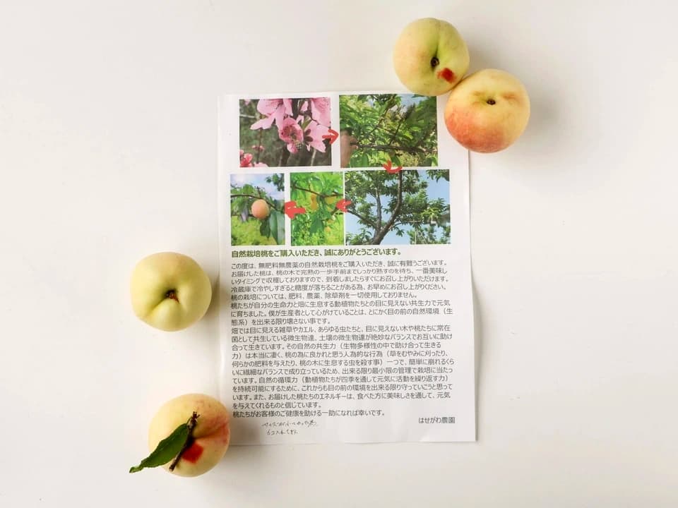 自然栽培の桃＜あかつき/日川白鳳＞農薬・肥料不使用で皮まで食べられる桃を静岡からお届け
