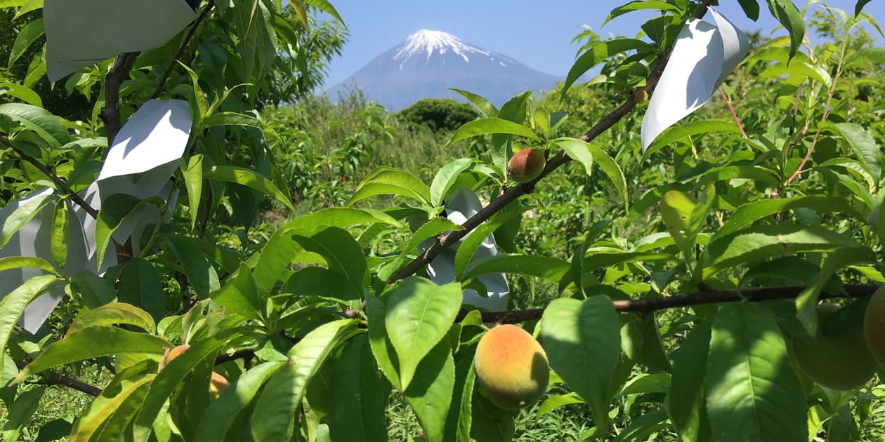 はせがわ農園ロゴ