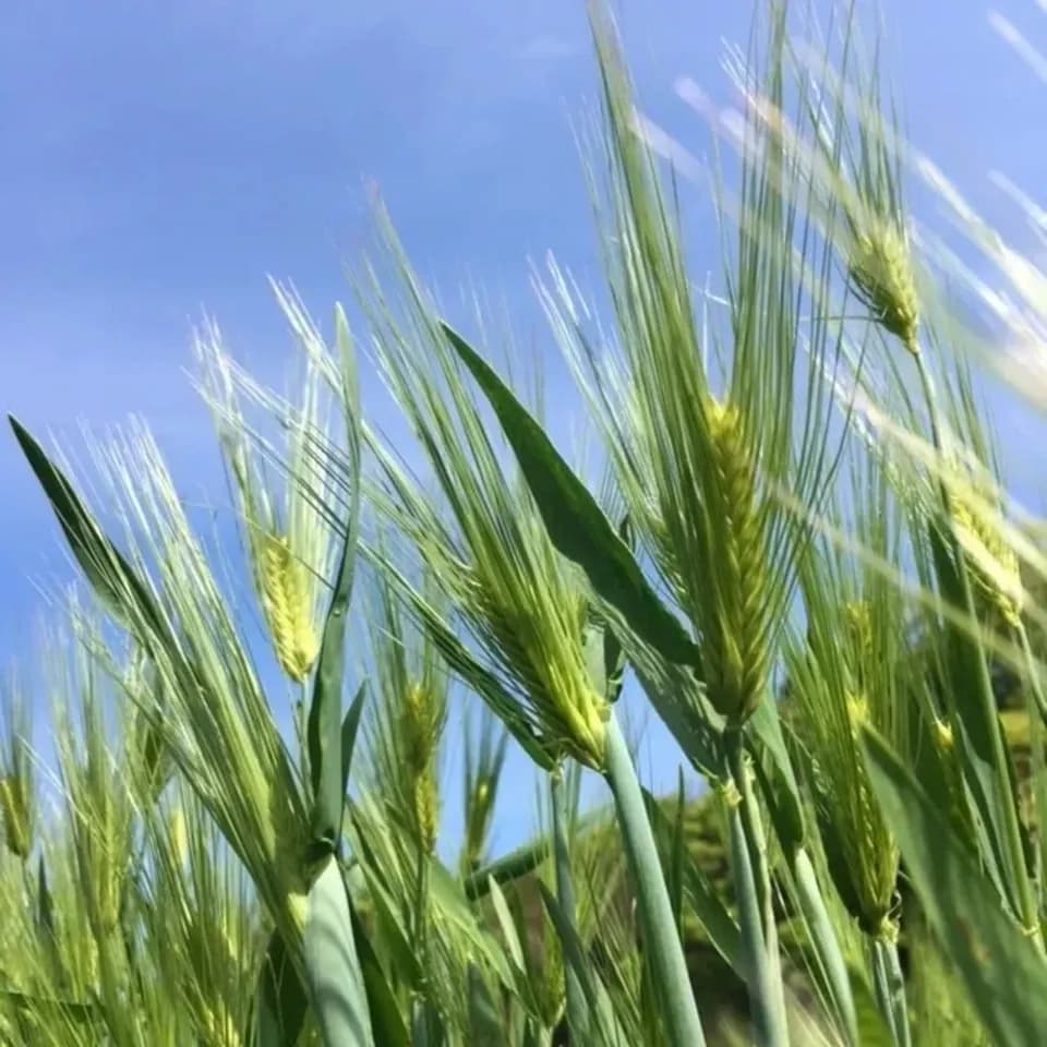 2025年 【三重県 熊野産】化学農薬化学肥料不使用栽培 稲架（ハザ）がけ  天日干し 六条麦茶