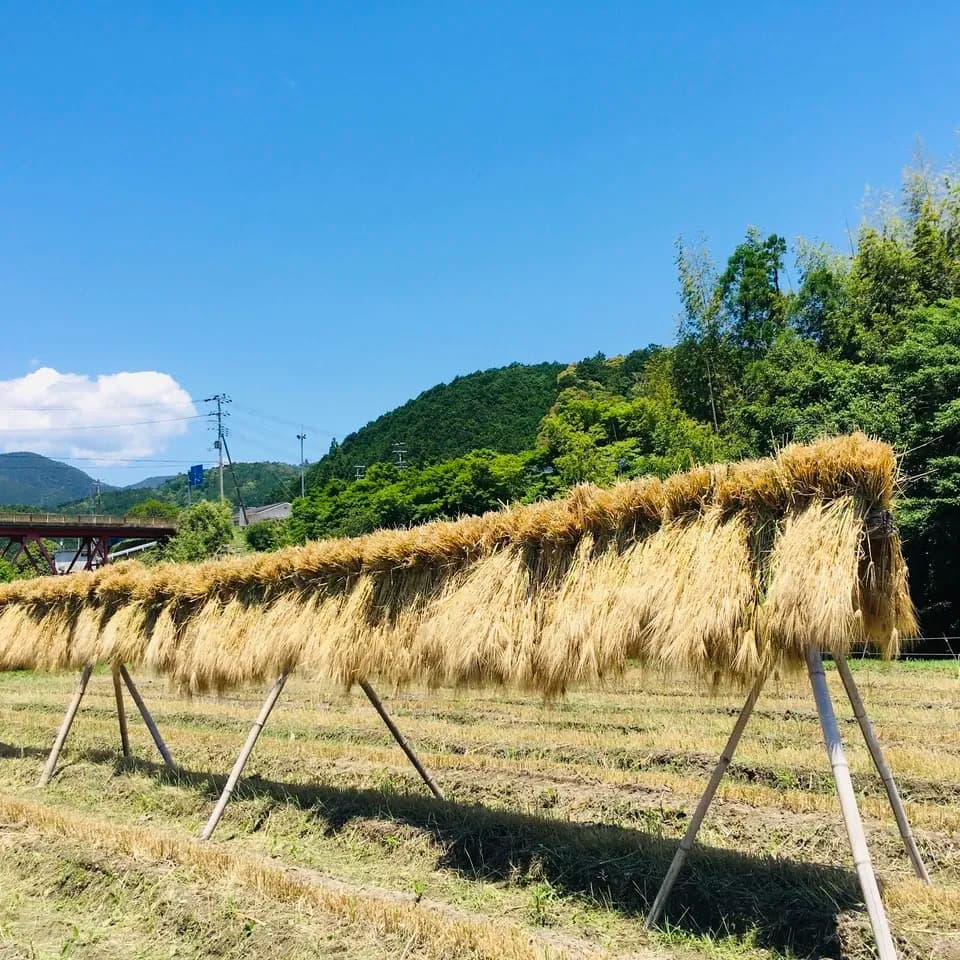 2025年 【三重県 熊野産】化学農薬化学肥料不使用栽培 稲架（ハザ）がけ  天日干し 六条麦茶