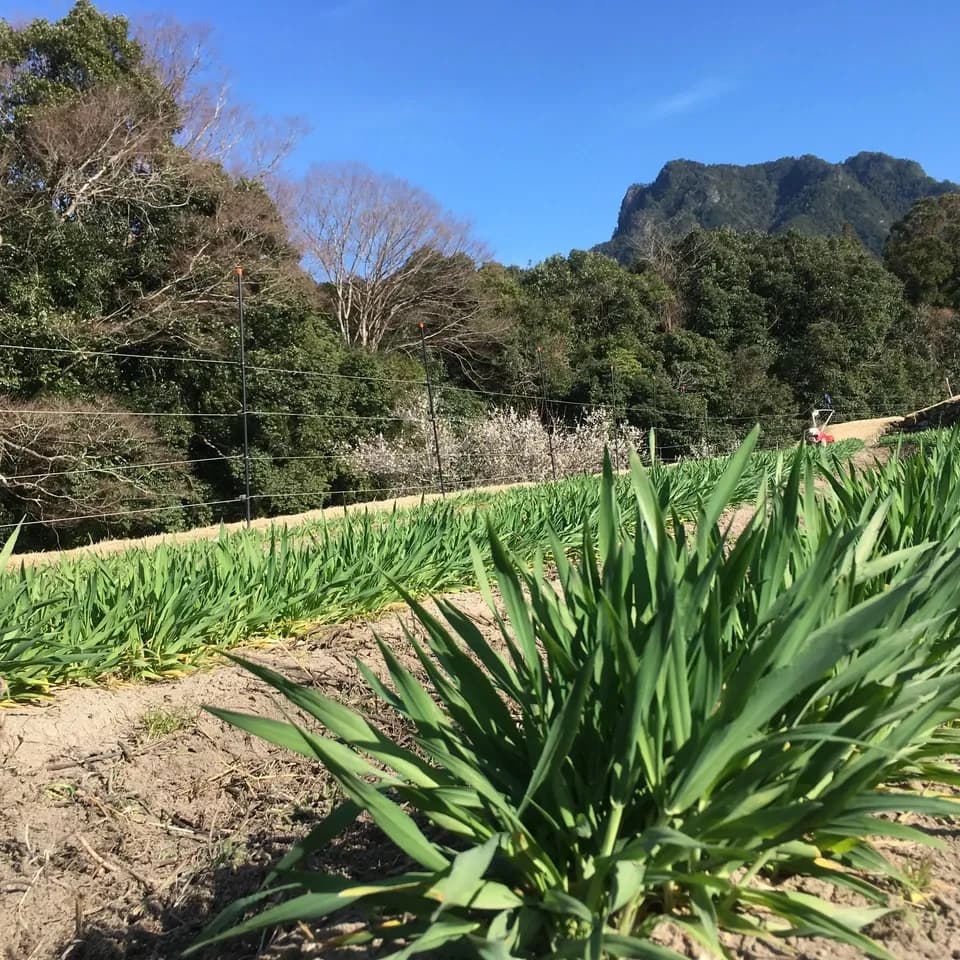 2025年 【三重県 熊野産】化学農薬化学肥料不使用栽培 稲架（ハザ）がけ  天日干し 六条麦茶