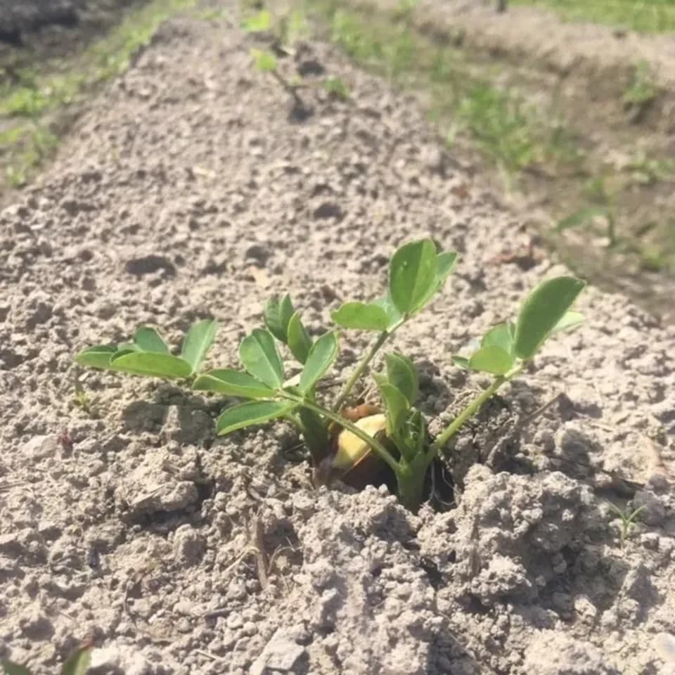 無農薬無化学肥料栽培【生落花生おおまさり】今しか味わえない旨さ