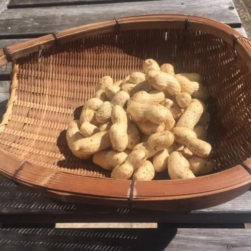 無農薬無化学肥料栽培【生落花生おおまさり】今しか味わえない旨さ