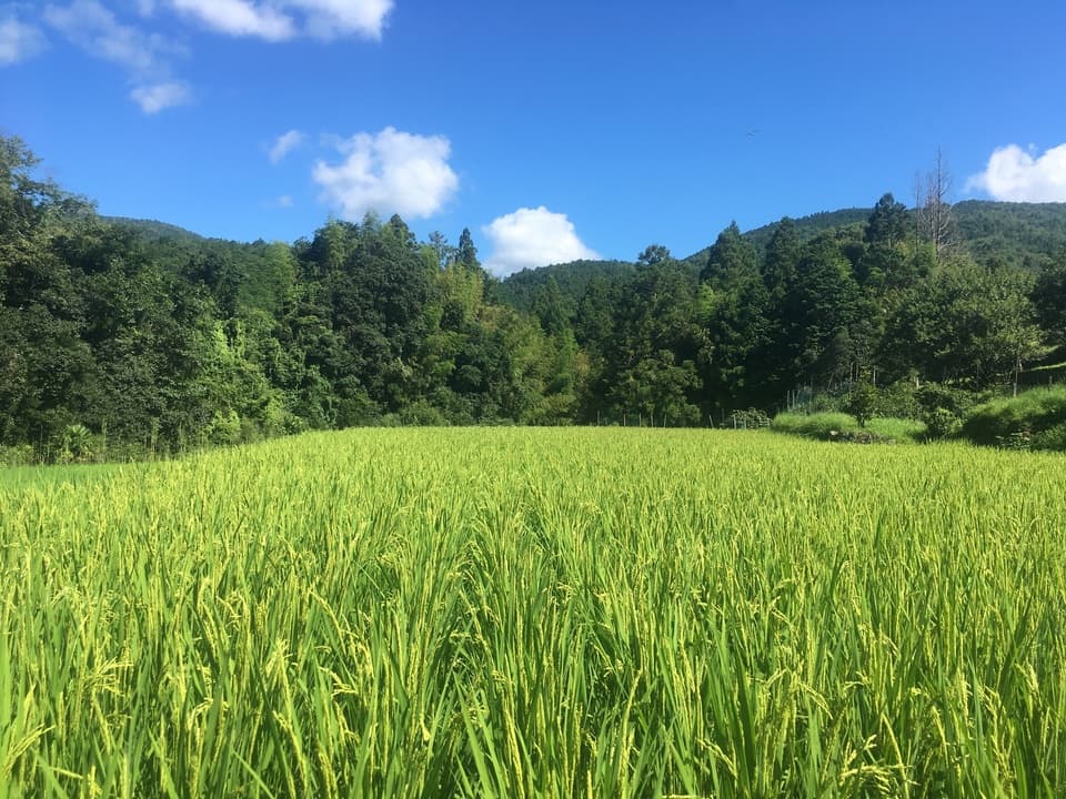 お米ヌードル（100g) 　グルテンフリー　化学調味料・保存料無添加