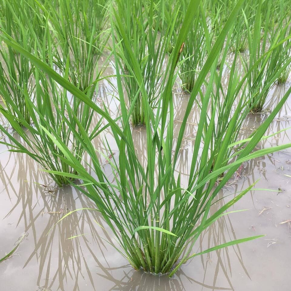 玄米揚げ餅（おかき）　100ｇ　「神楽　かぐら」化学調味料・保存料無添加