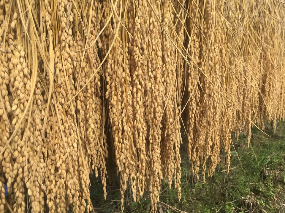 お米ヌードル（100g) 　グルテンフリー　化学調味料・保存料無添加