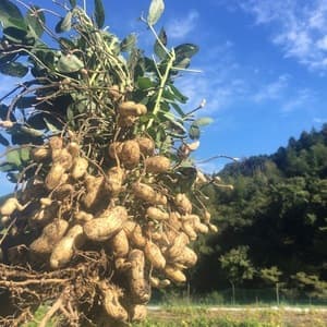 生落花生　無農薬無肥料栽培　おおまさり