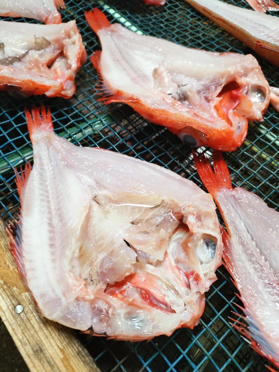 北海道のキンキ