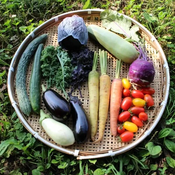 高級色絵四菜膳 全5セット 春夏お任せ野菜セット〈シンプル料理向け〉 Healthy Soil (茨城県産