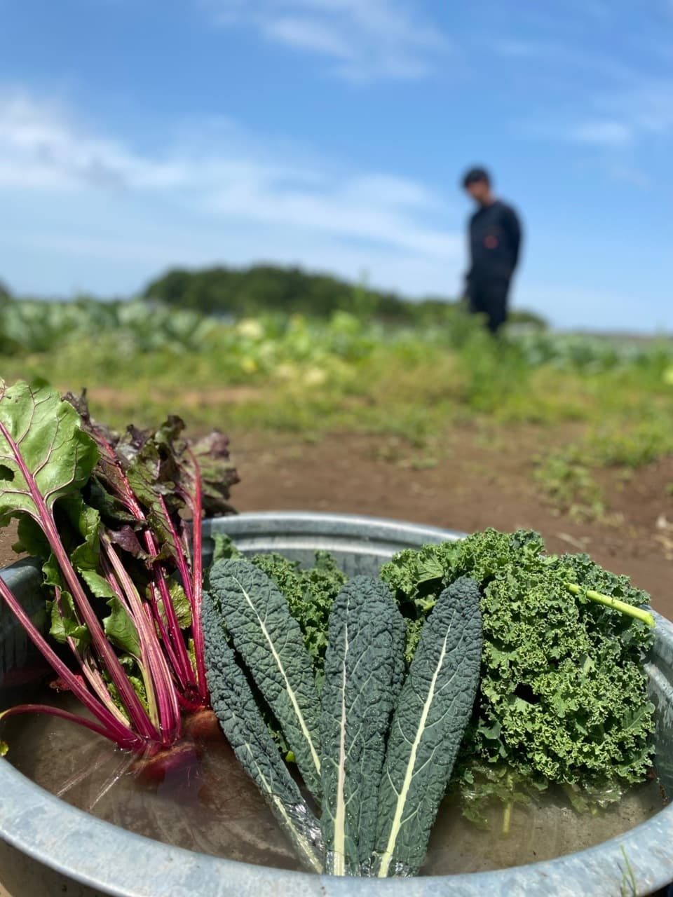 春夏お任せ野菜セット〈シンプル料理向け〉