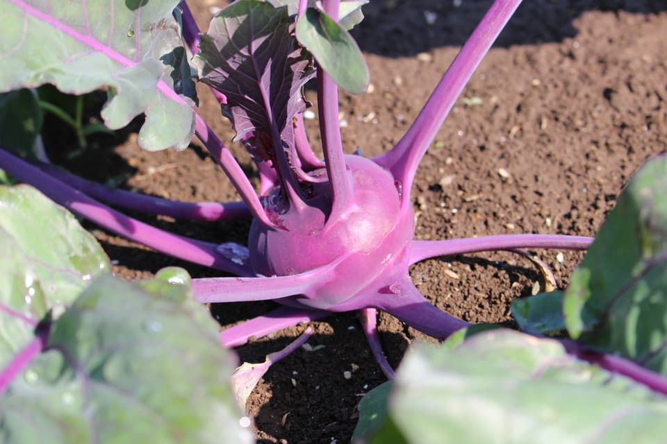 春夏お任せ野菜セット〈シンプル料理向け〉