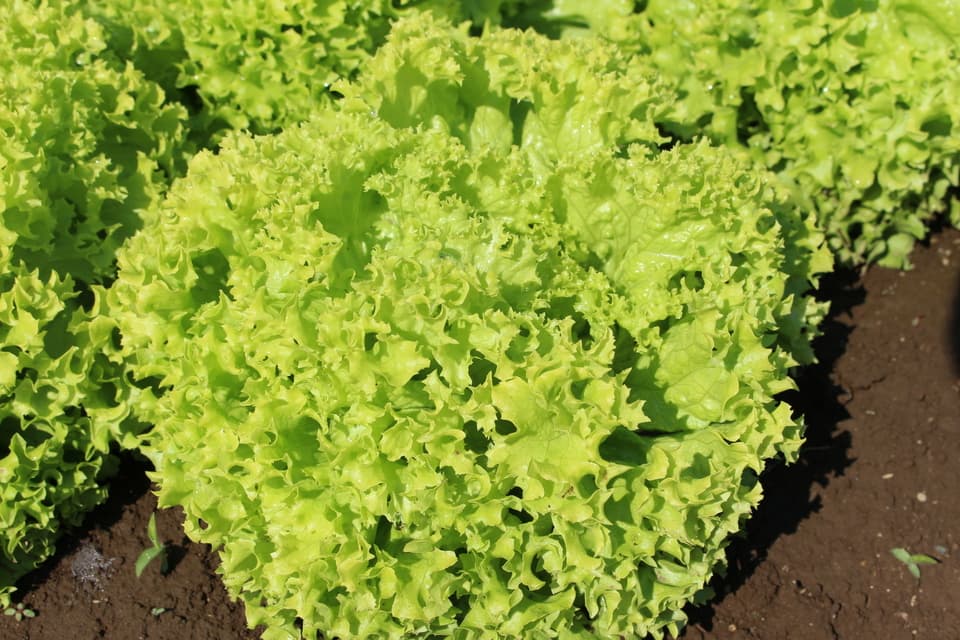 春夏お任せ野菜セット＋ぬかごと食べれるぬか漬けお任せ4種セット