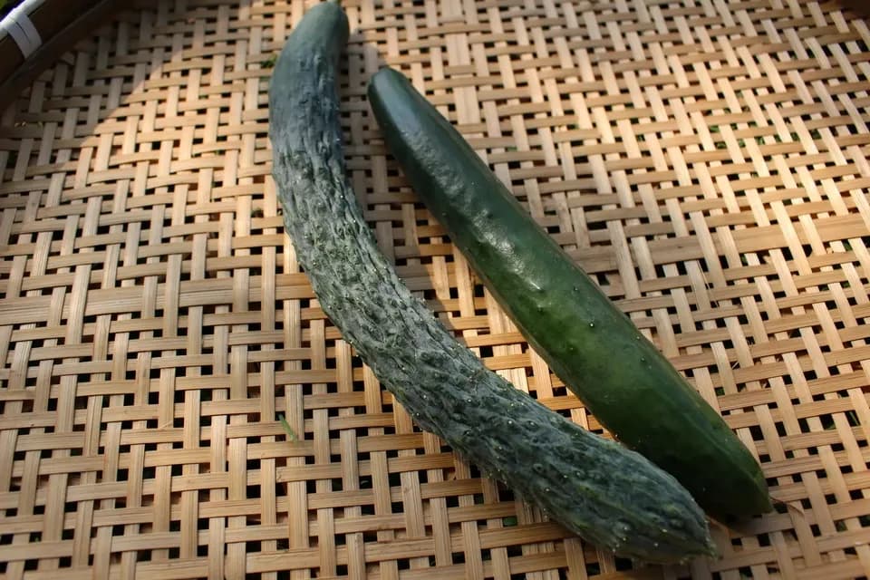 春夏お任せ野菜セット＋ぬかごと食べれるぬか漬けお任せ4種セット