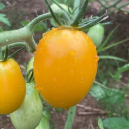 夏野菜が増えてきました！